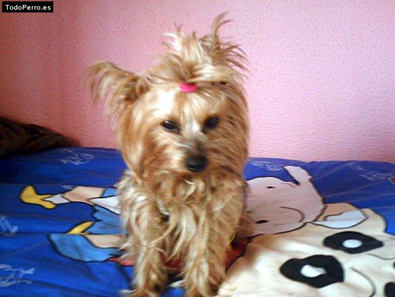 La foto del perro