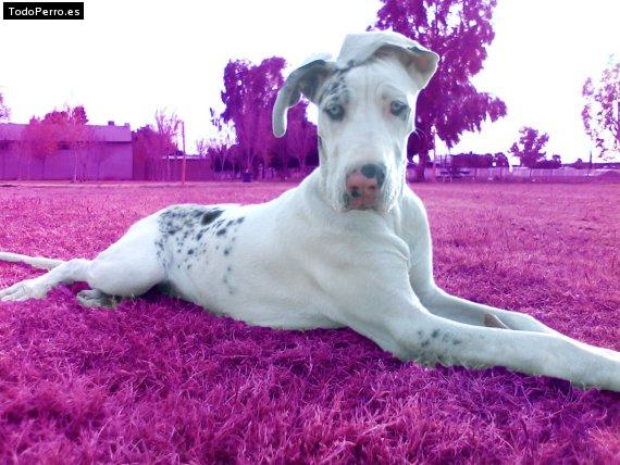 La foto del perro
