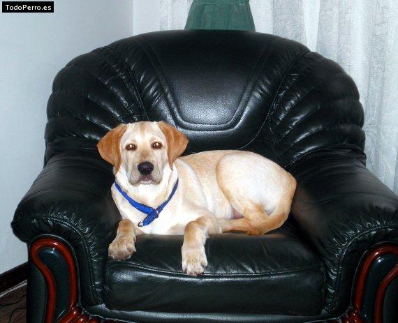 La foto del perro