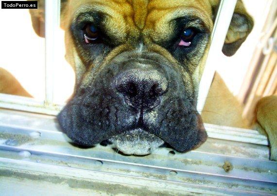 Foto del perro Matilda