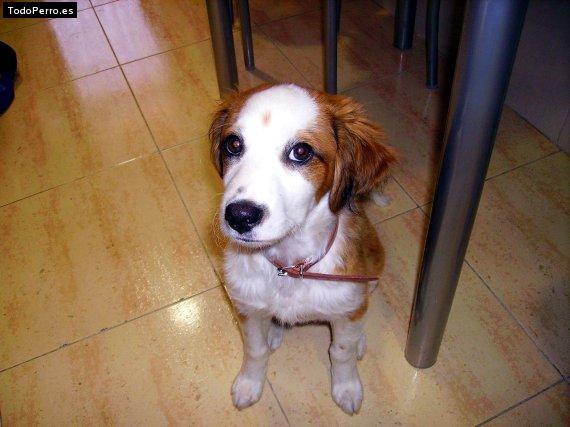 Foto del perro Willy