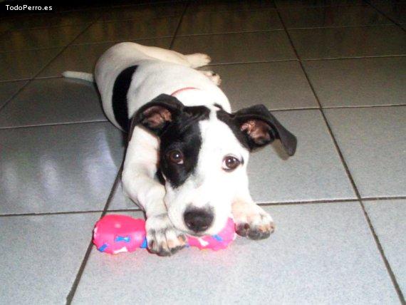 Foto del perro Muñeca