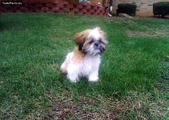 Foto del perro Weezy