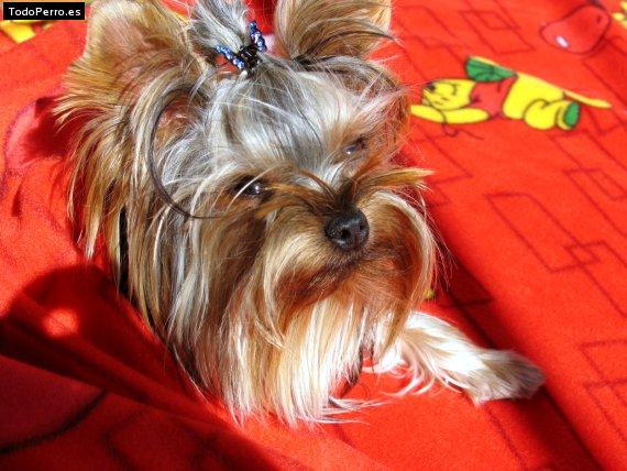 La foto del perro
