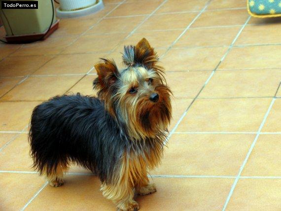 La foto del perro