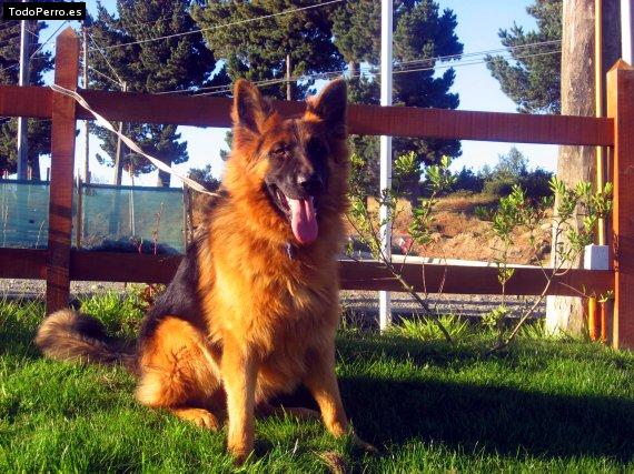 La foto del perro