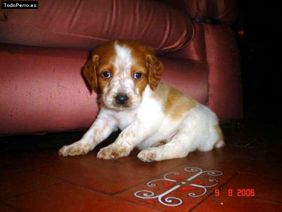 Foto del perro Mosher