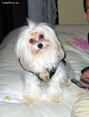La foto del perro