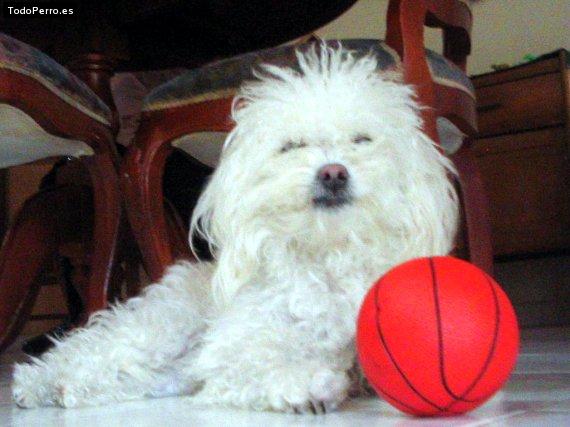 La foto del perro