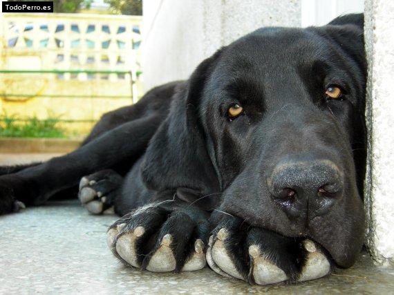 La foto del perro