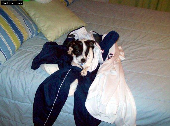 La foto del perro