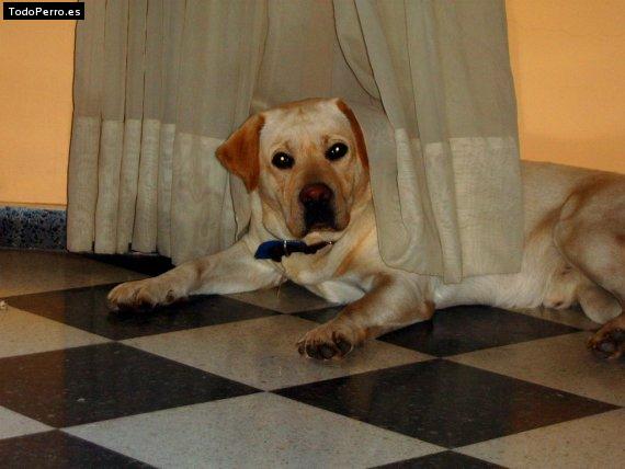 La foto del perro
