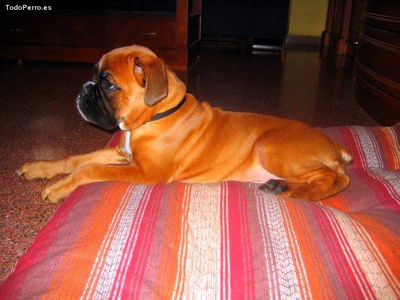 La foto del perro