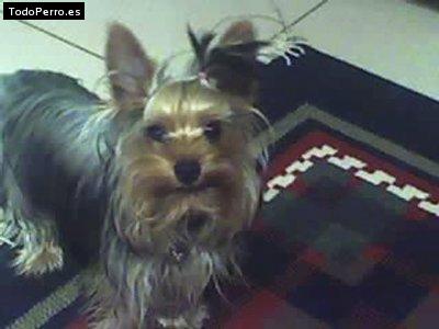 Foto del perro Winnie