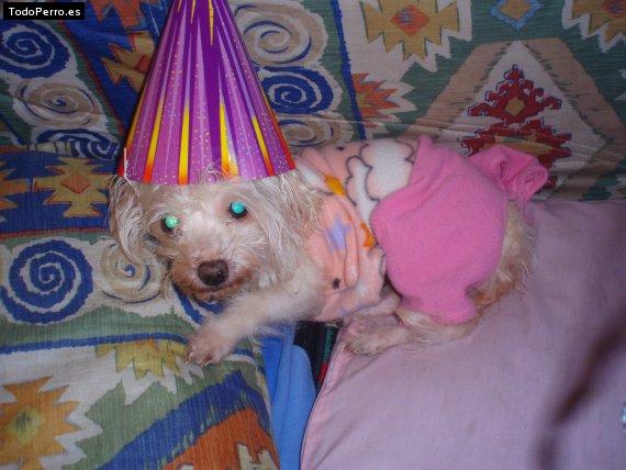 La foto del perro