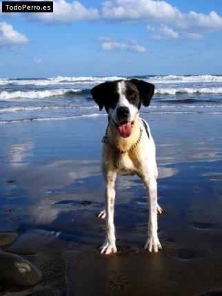 La foto del perro