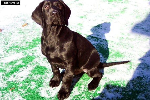 La foto del perro