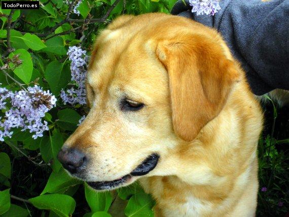 La foto del perro