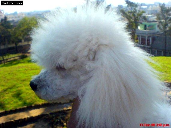 La foto del perro