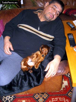 La foto del perro