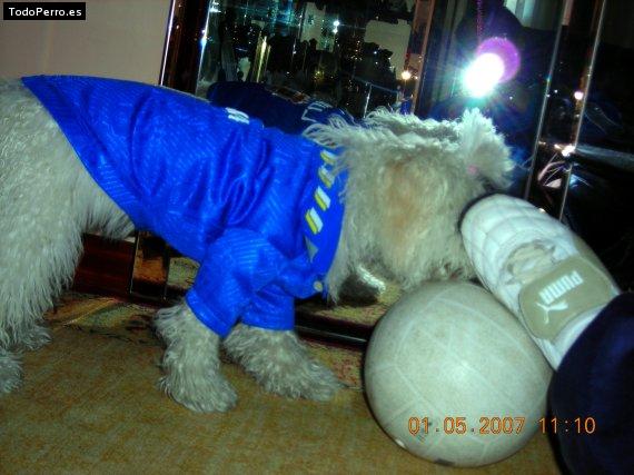 La foto del perro