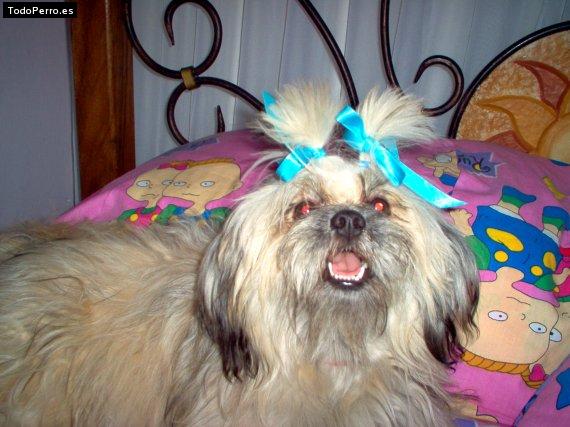 La foto del perro