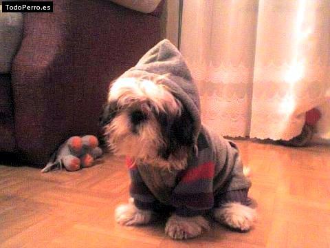 La foto del perro