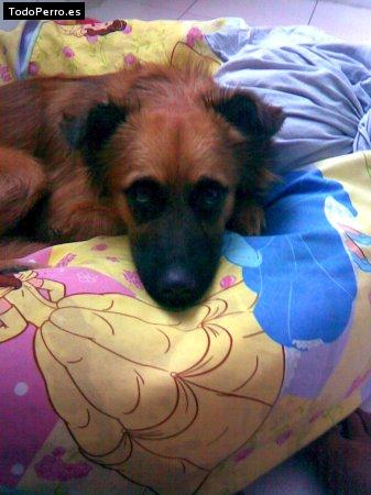 La foto del perro