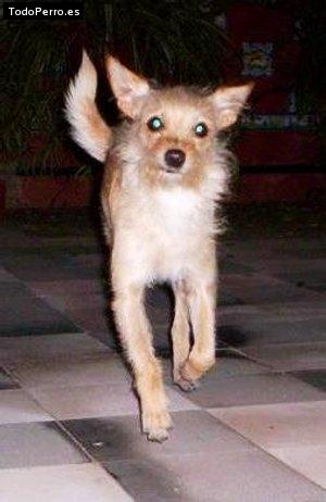 Foto del perro Noa