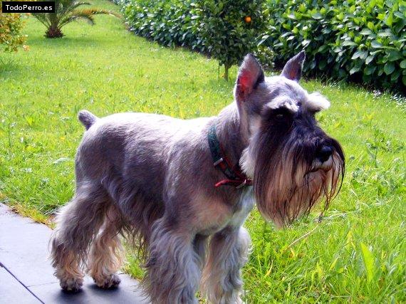 La foto del perro