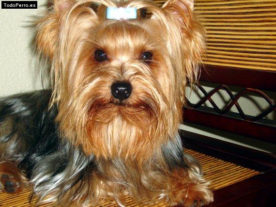 La foto del perro