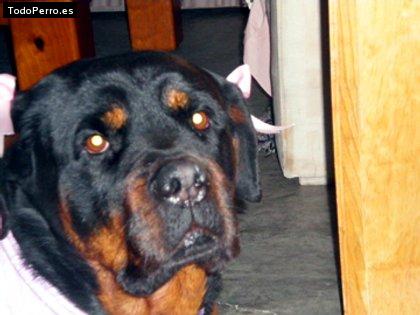 La foto del perro