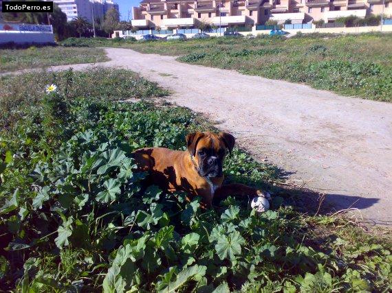 La foto del perro