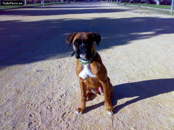 La foto del perro
