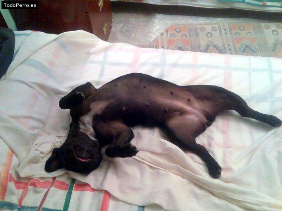 La foto del perro