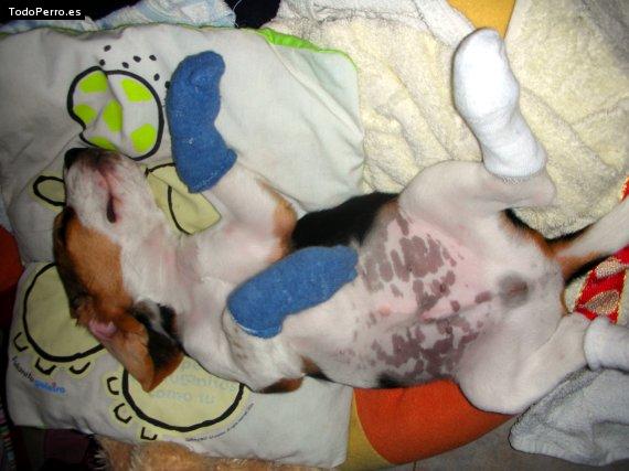 La foto del perro