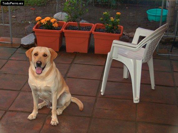La foto del perro
