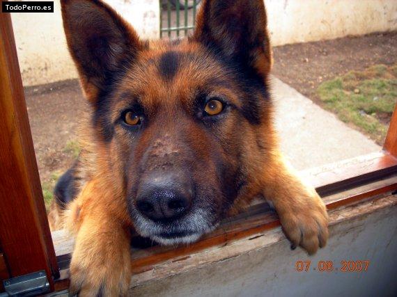 La foto del perro