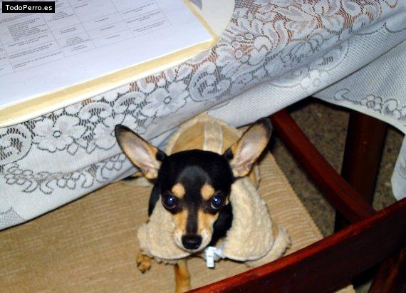 La foto del perro