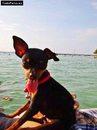 La foto del perro