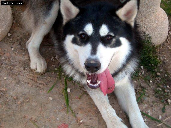 La foto del perro