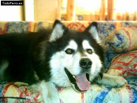 Foto del perro Roshan