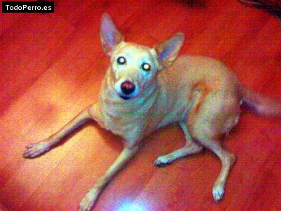 Foto del perro May