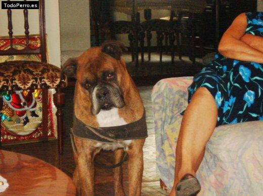 La foto del perro