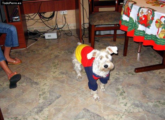 La foto del perro
