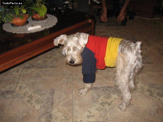 La foto del perro