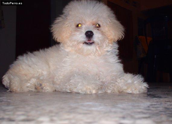 La foto del perro