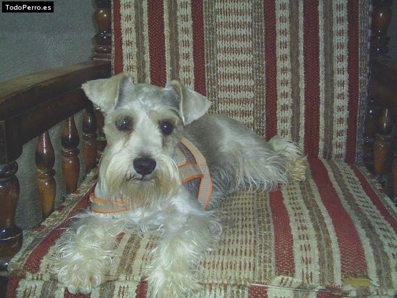 La foto del perro