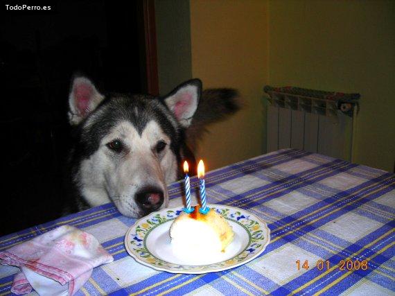 La foto del perro