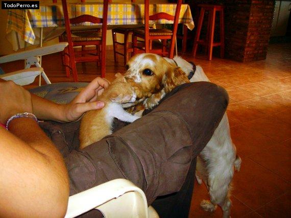 La foto del perro